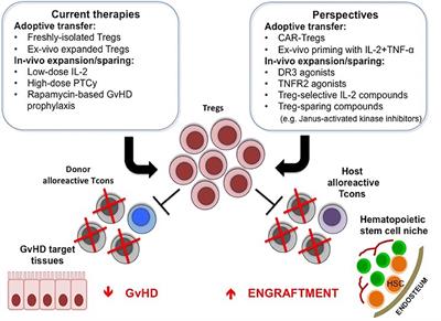 CD4+FOXP3+ Regulatory T Cell Therapies in HLA Haploidentical Hematopoietic Transplantation